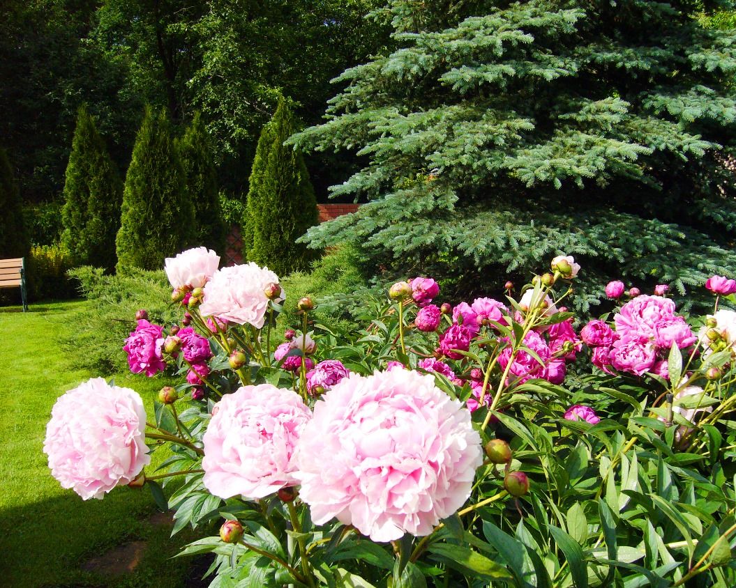 Ливадия на Истре